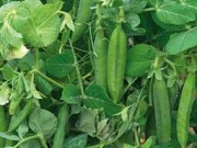 Семена жовтого гороху сорту Готієвський еліта, 1 репродукція, Харківська область. Україна
