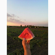 Продам кавуни, сорт "Продюсер", Запорізька область. Україна