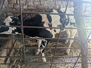 Продам теличку 1 місяць Умань